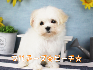 新しい仲間が増えました！